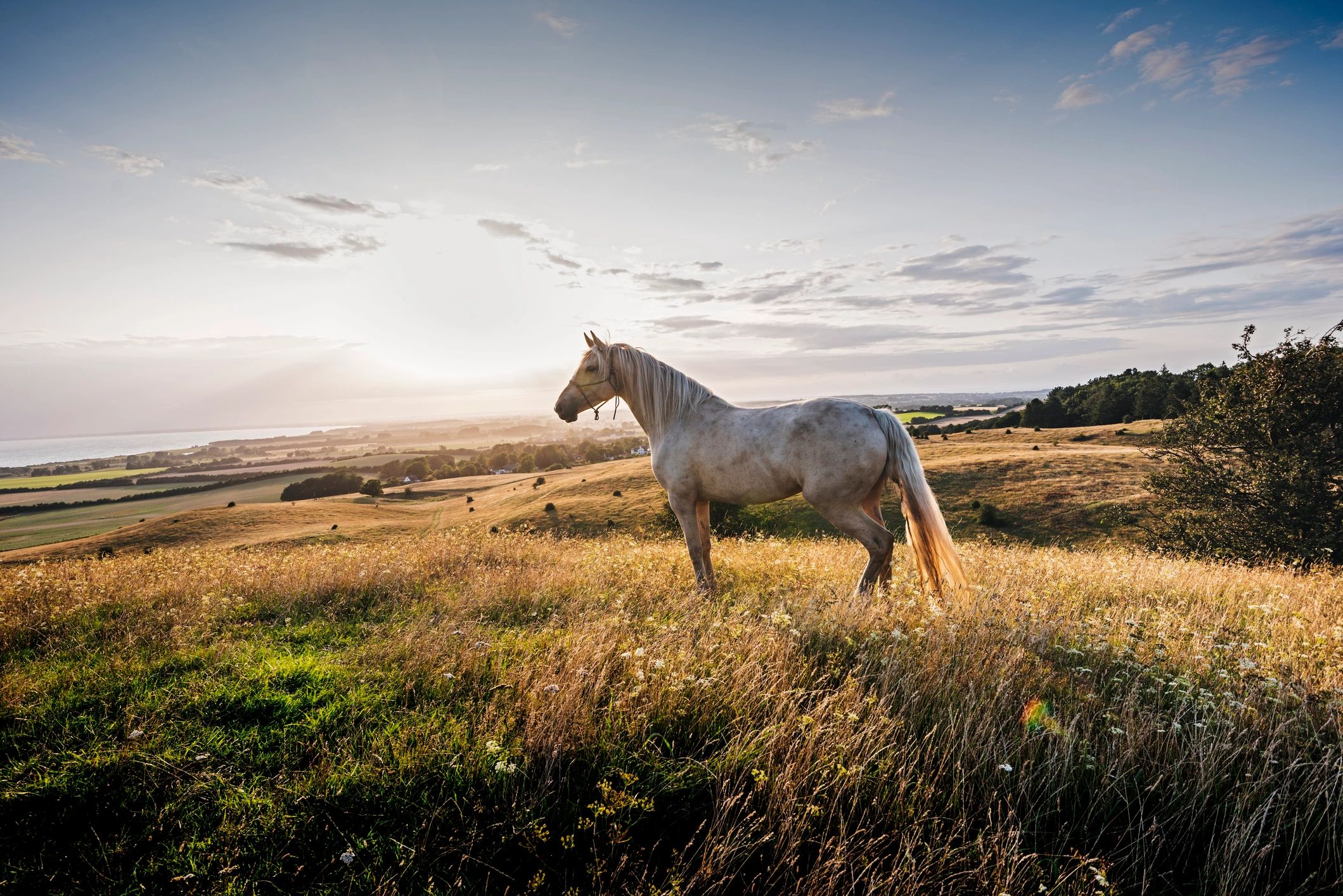 Palomino horse standing in pasture at sunset