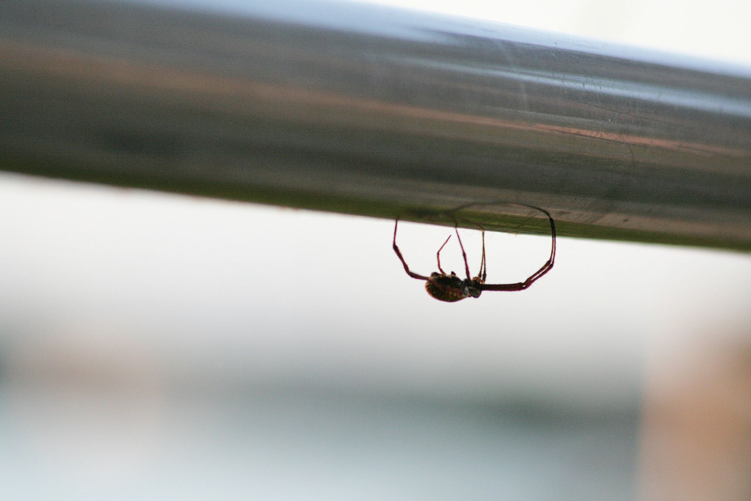 Spider control treatment image