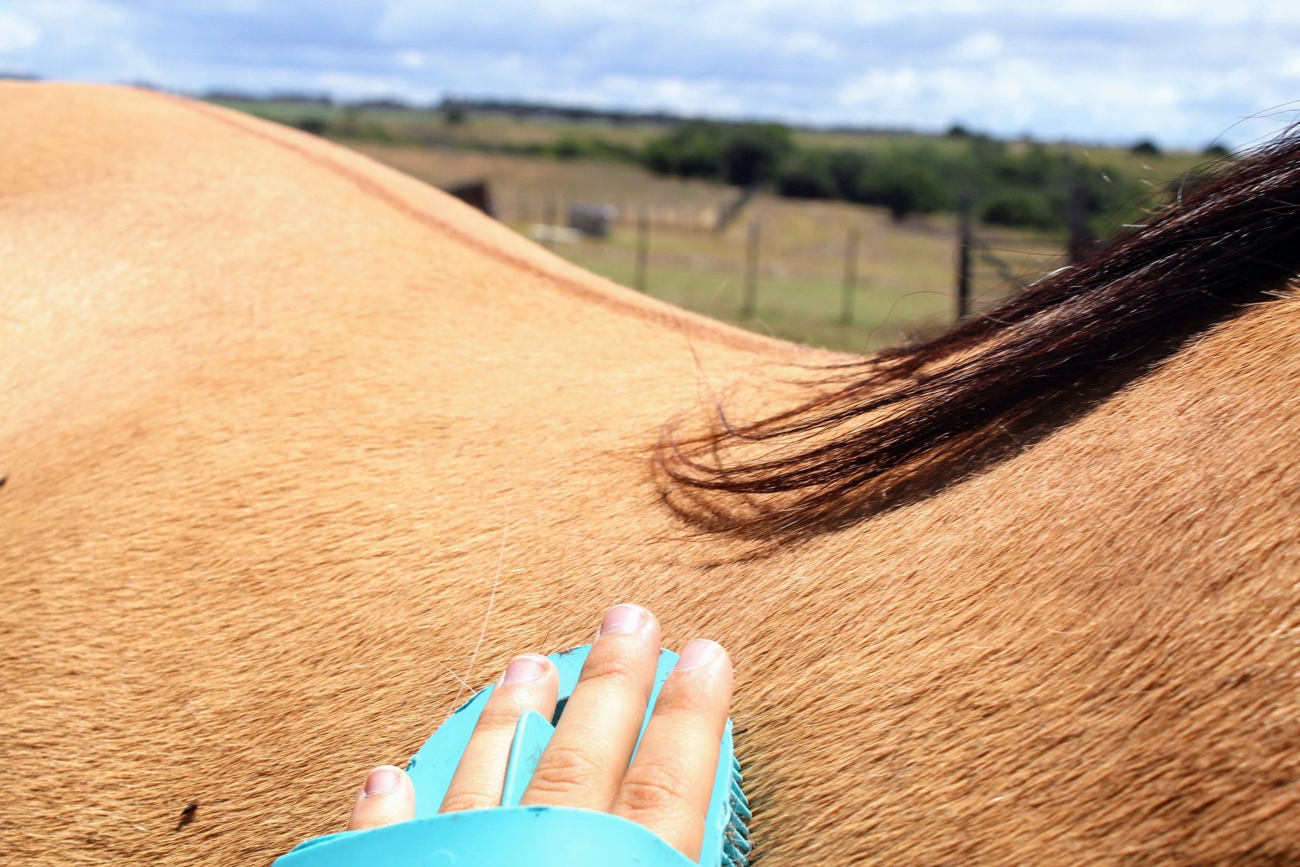 Horse being brushed for routine care