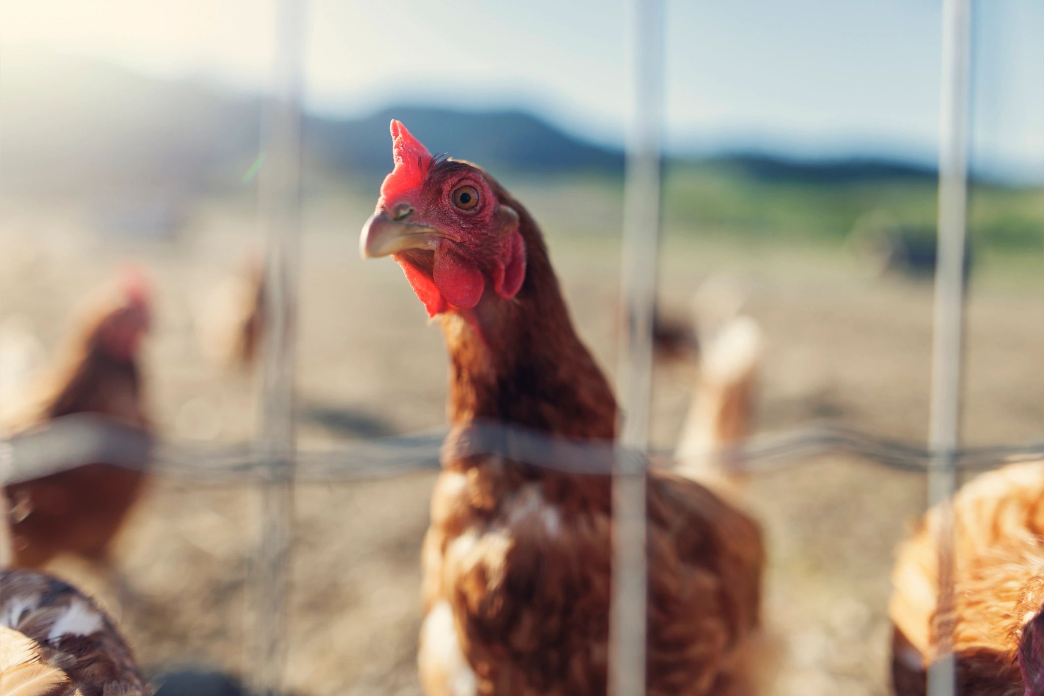 Free-range chicken on a small farm