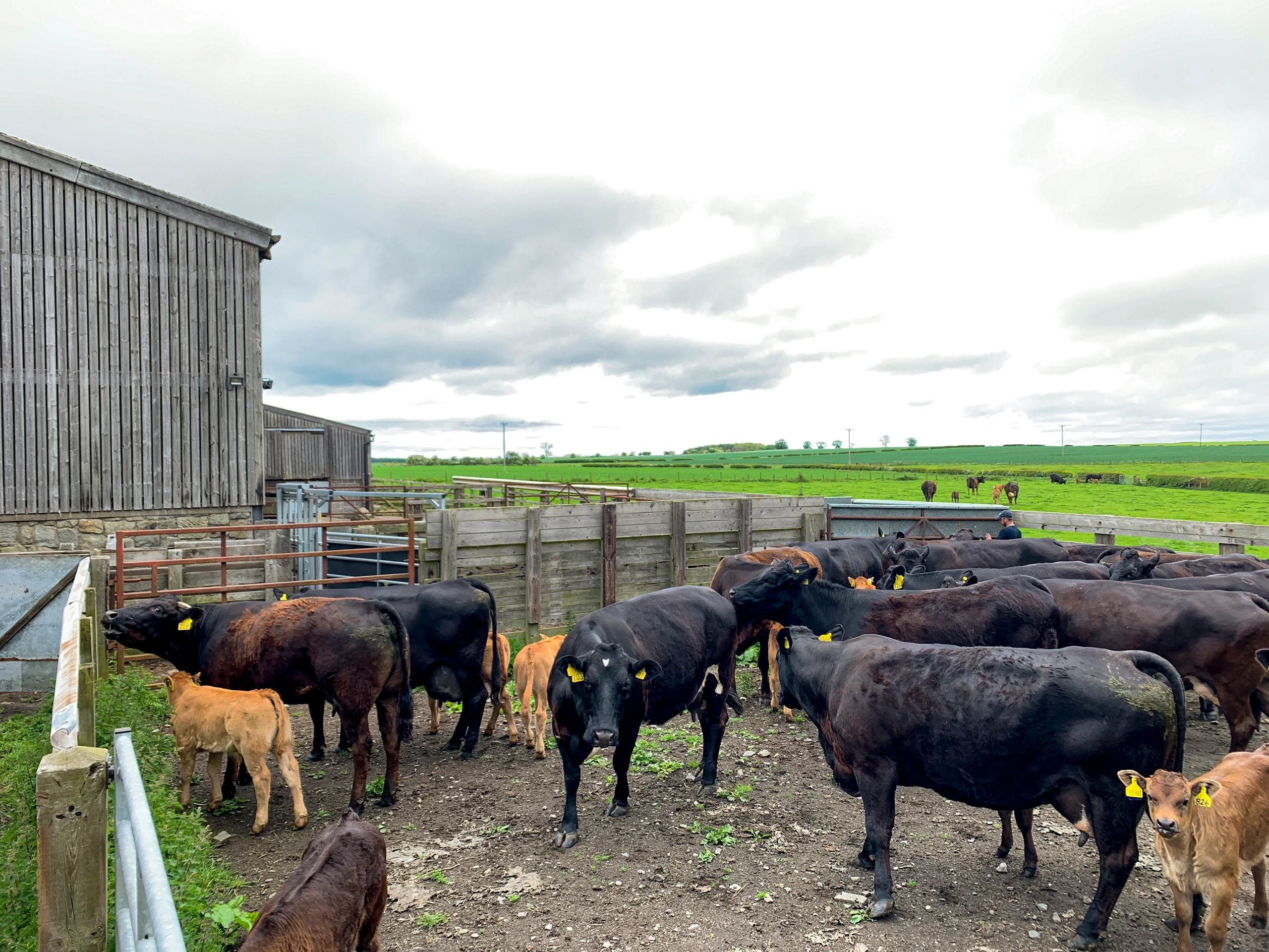 Cows with calves in a farm pen
