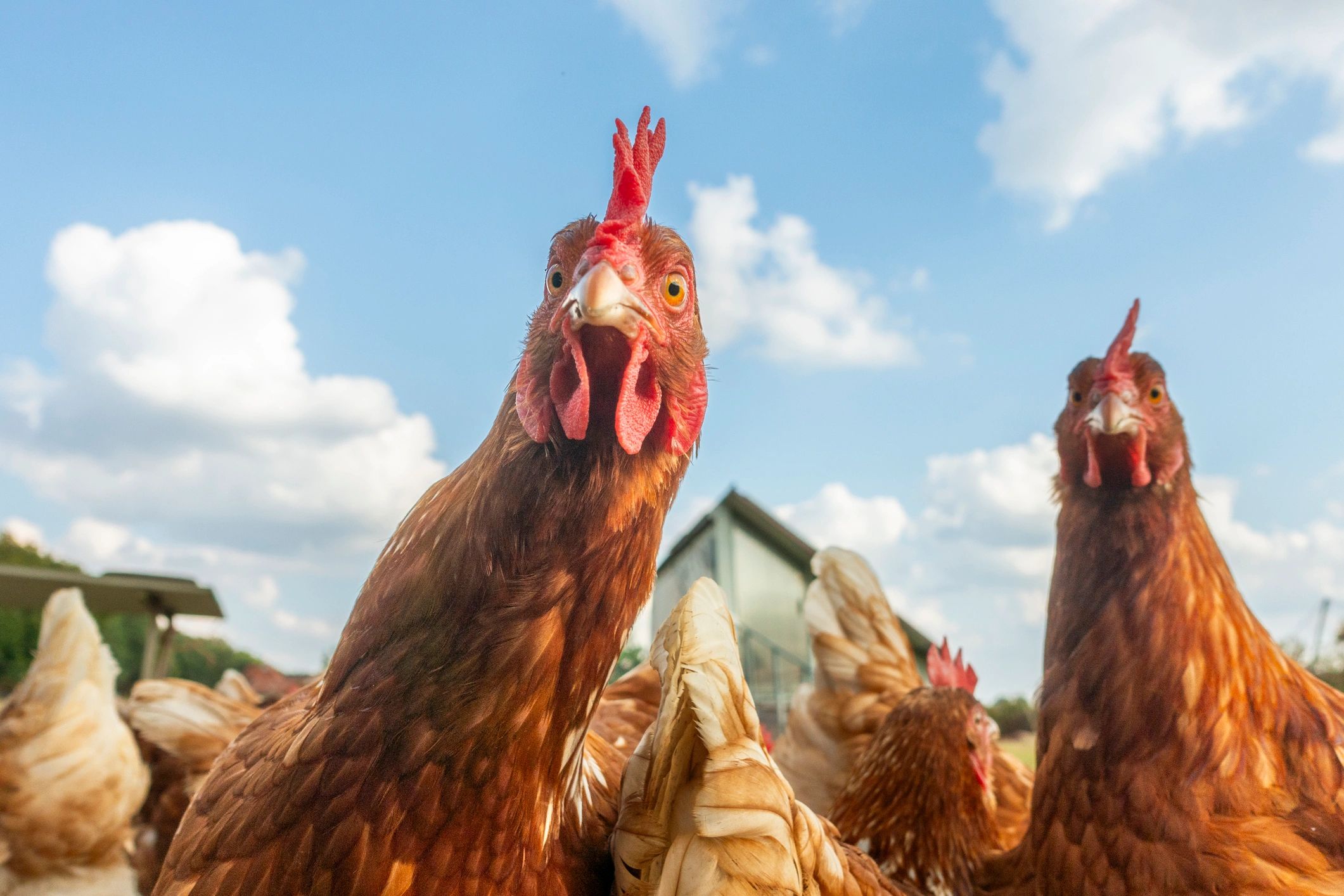 Free-range chickens in a grassy farm setting