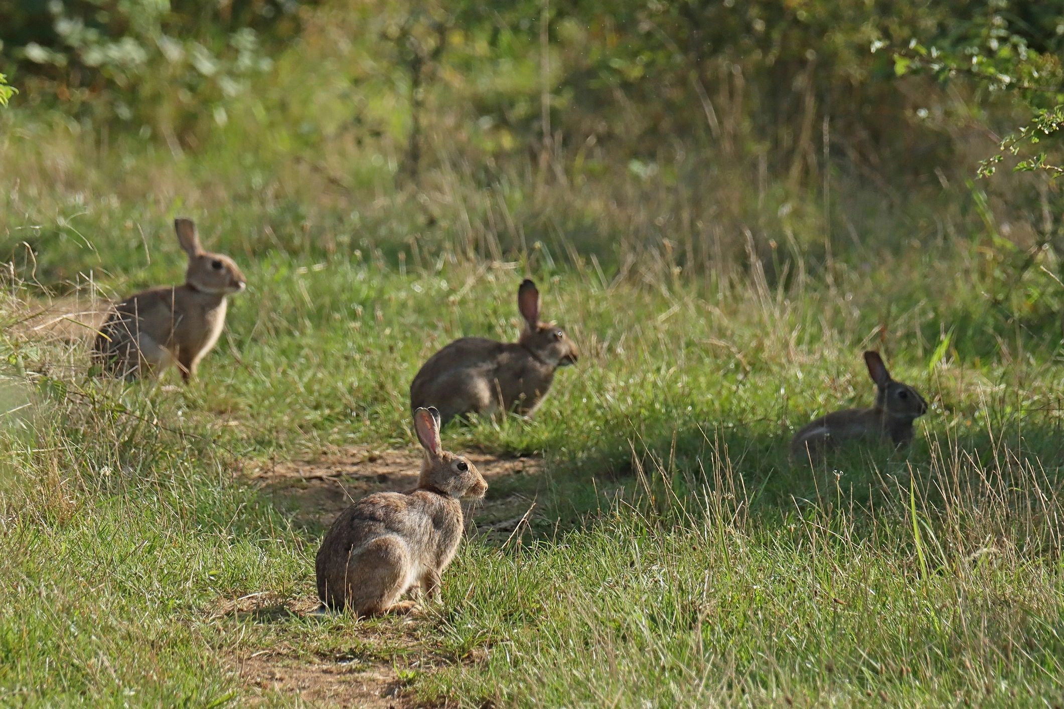 Rabbit supplies and feed