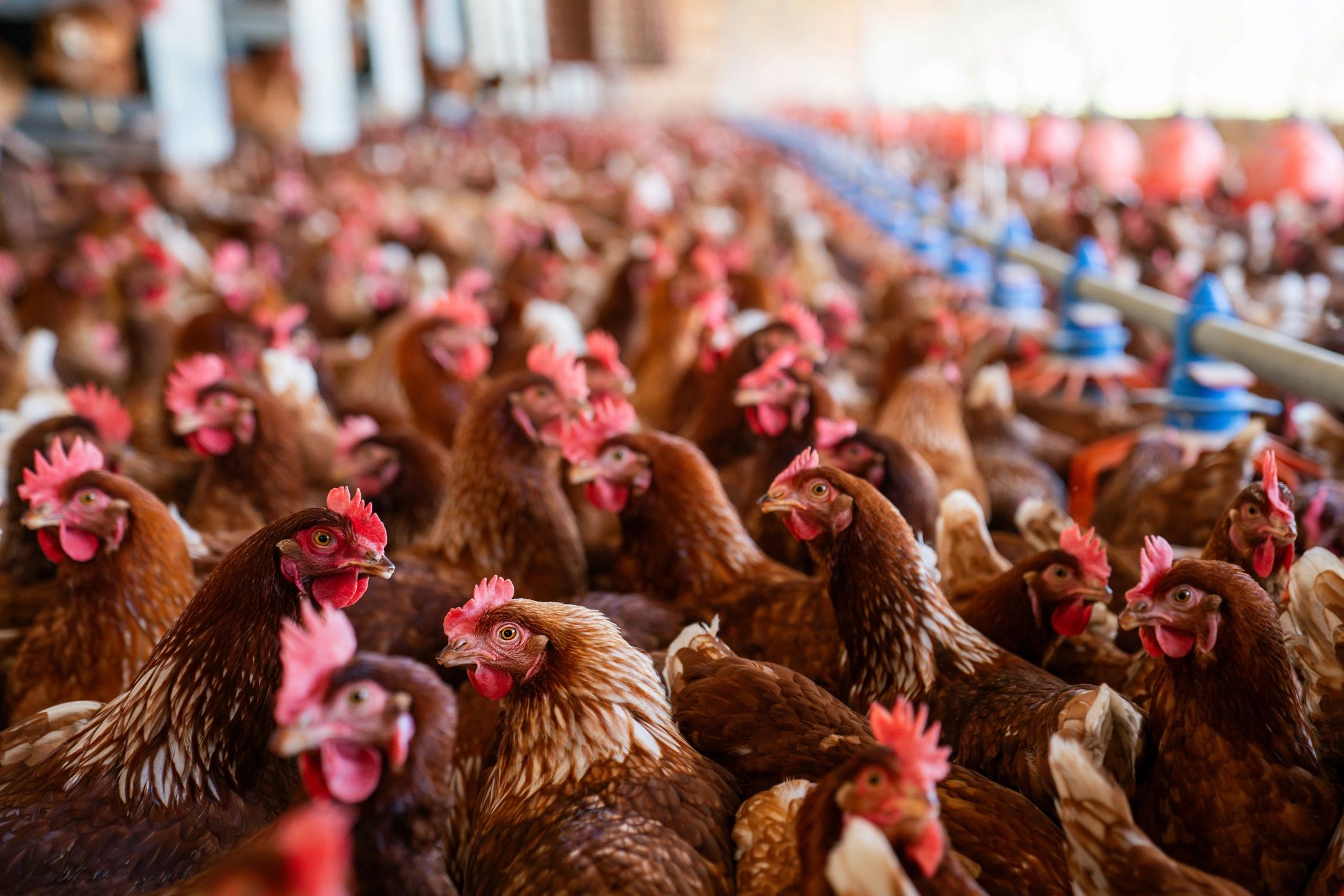Brown chickens gathered together at a poultry farm