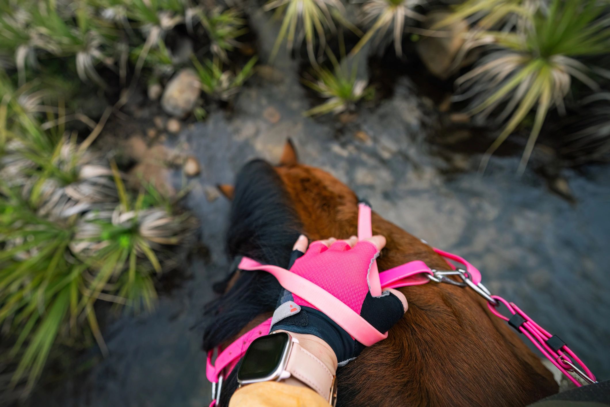 Rider guiding a horse near water and vegetation