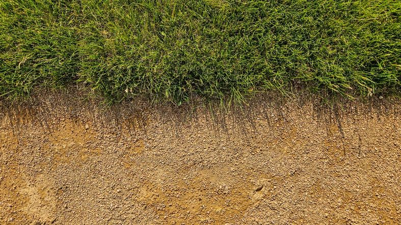 Grass border edging along a dirt path