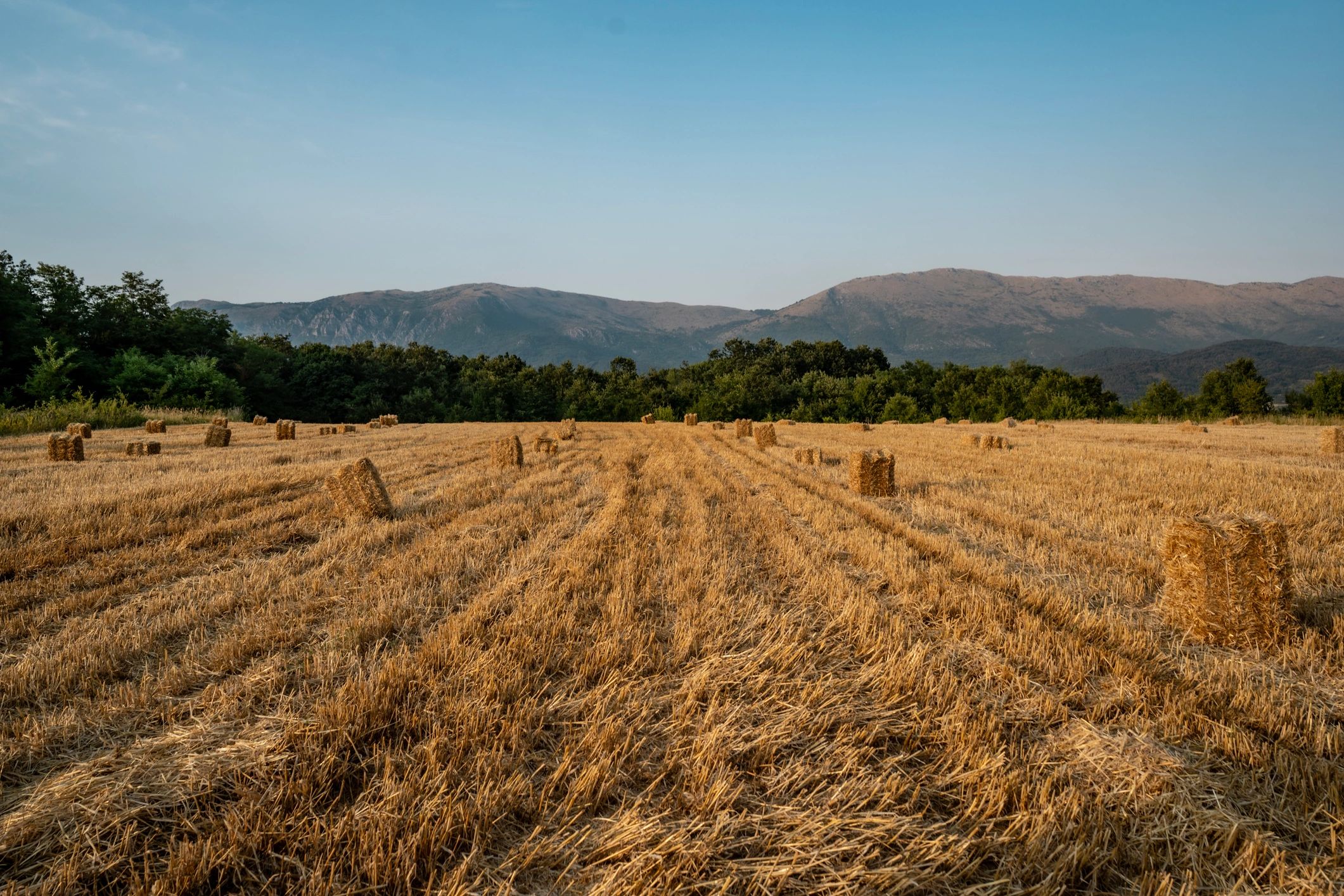 Golden hay bales in a harvested field