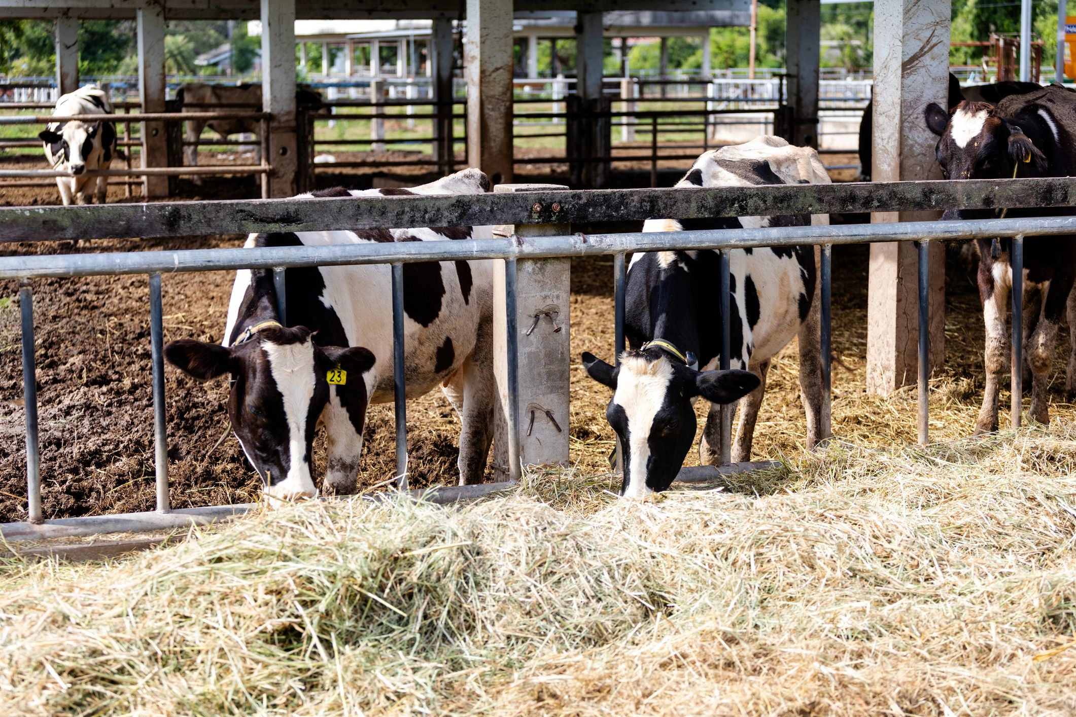 Dairy cows feeding on hay inside a barn