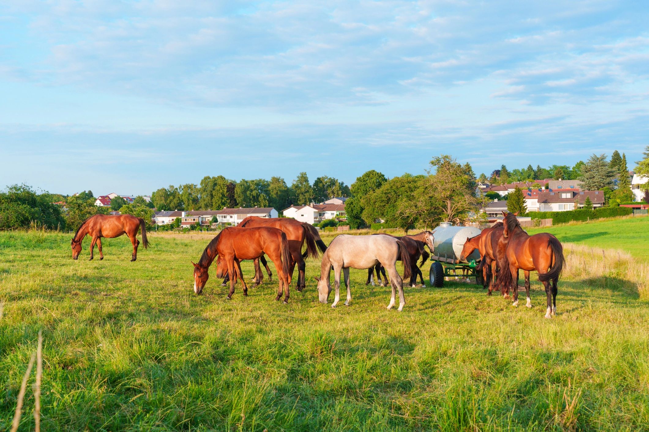 Horses grazing in a green meadow at sunset