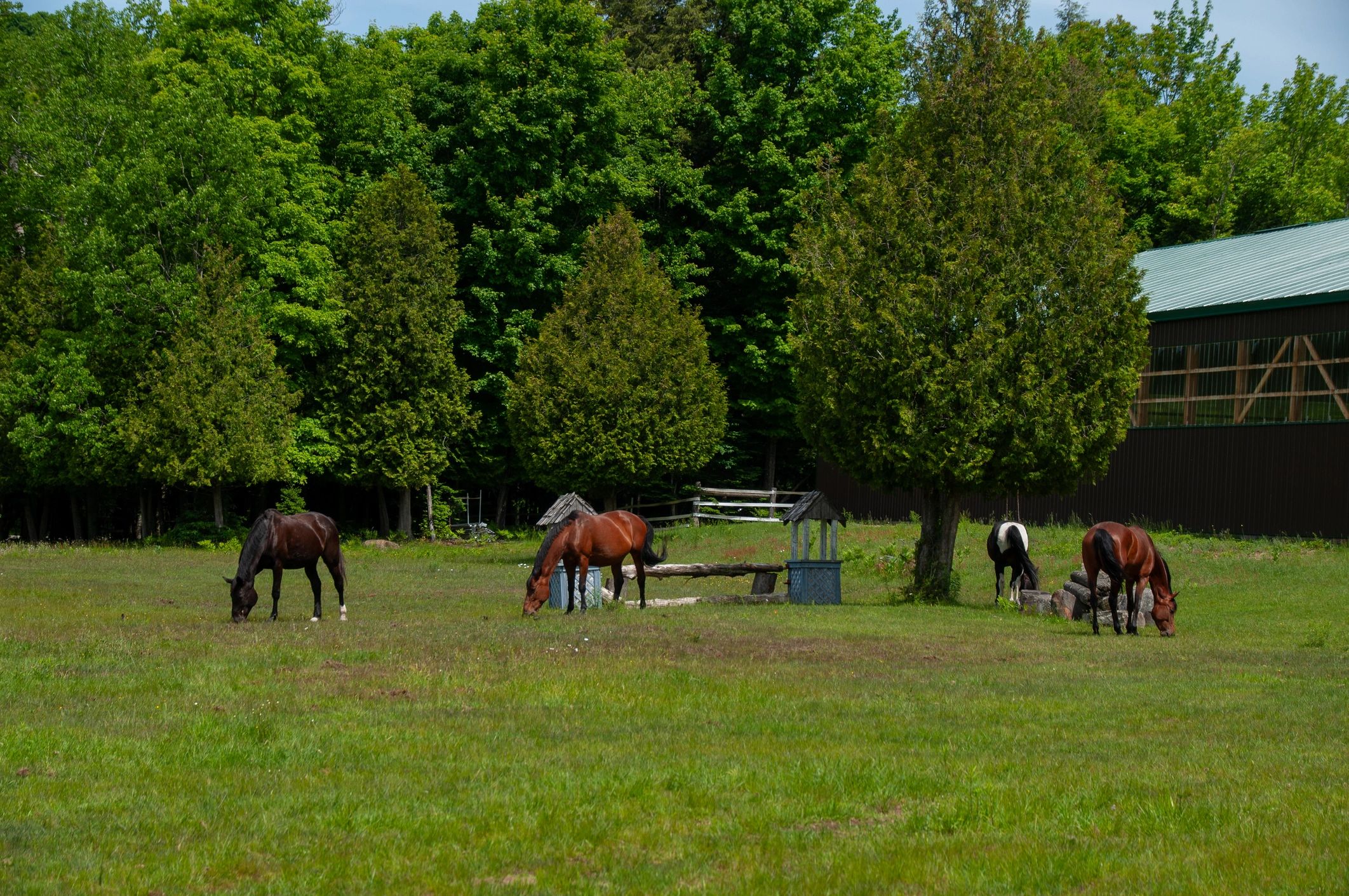 A group of horses grazing in a sunny field