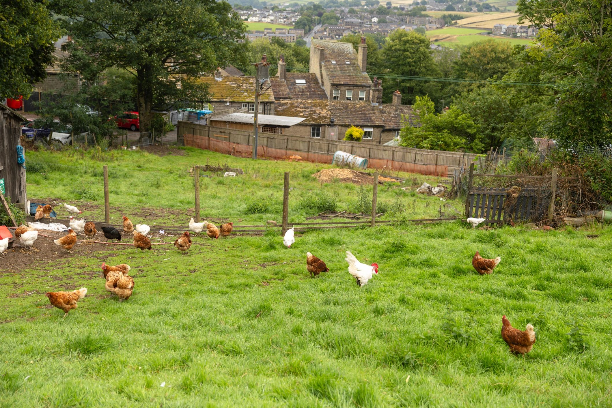 Chickens near a coop on a rural farm