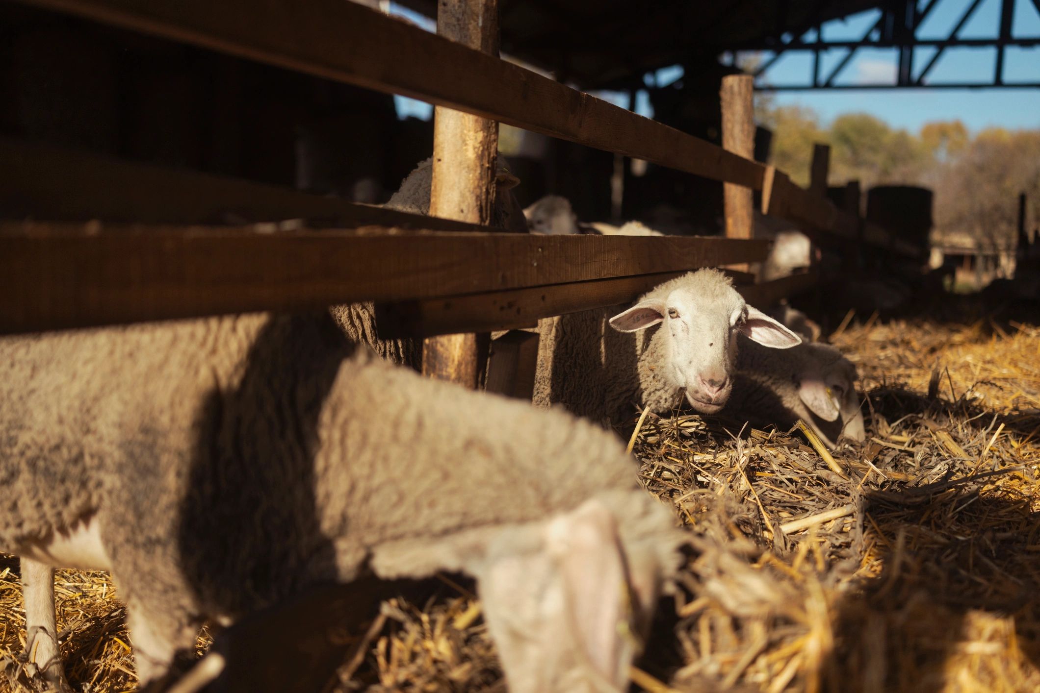 Sheep resting inside barn on sunny farm with straw bedding and natural light