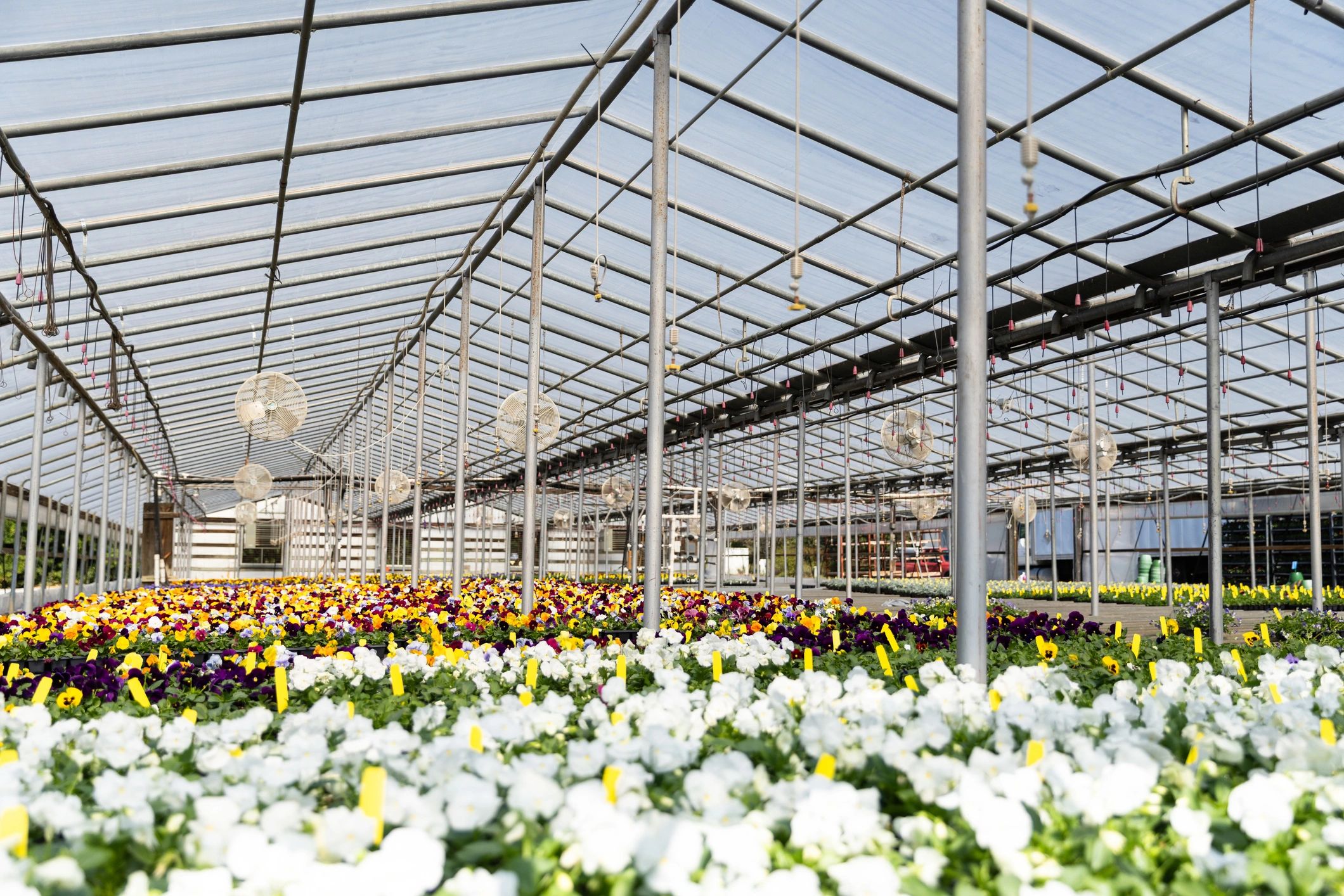Interior agricultural workspace with fans and open structure