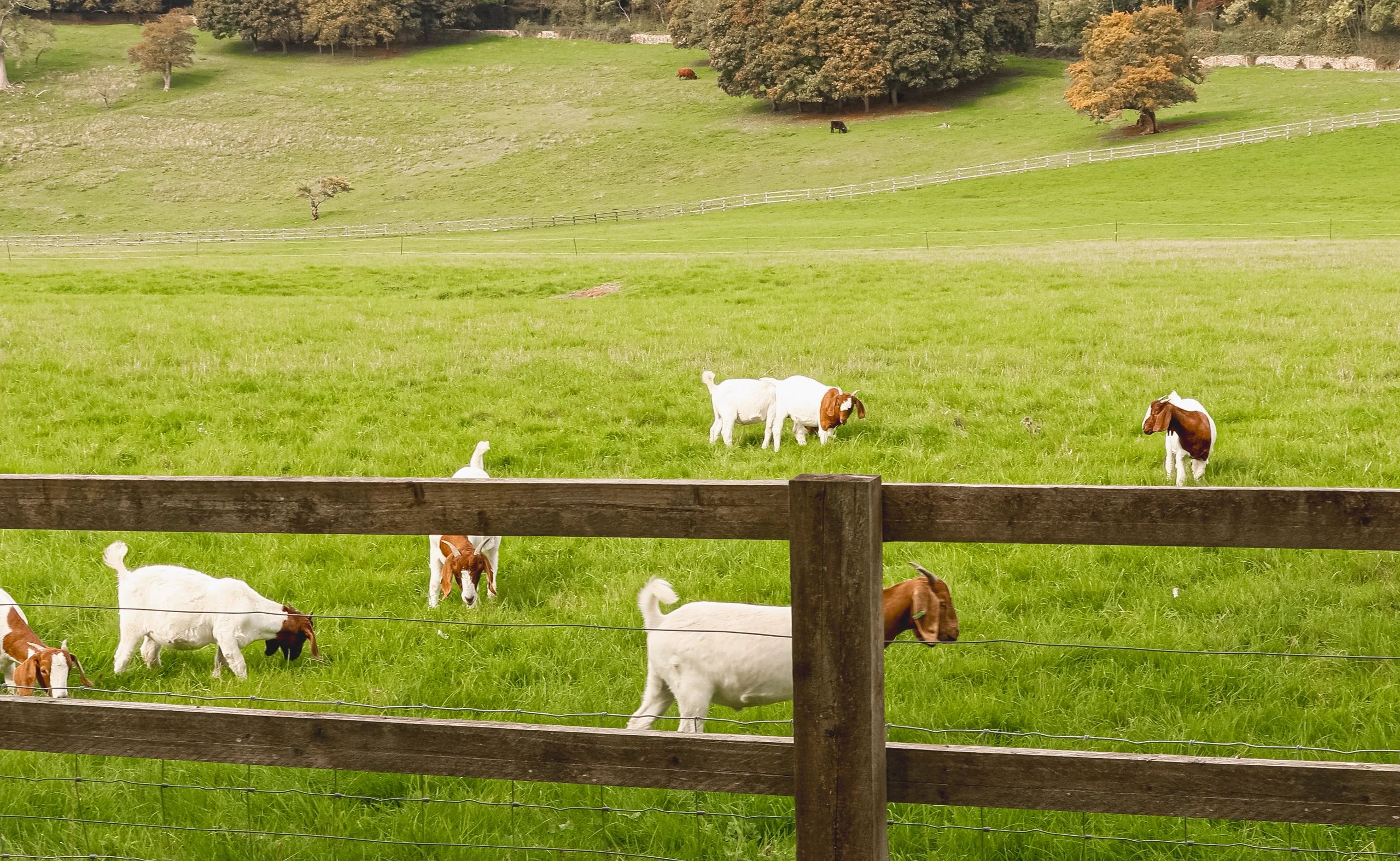 Goats grazing behind a wooden ranch fence
