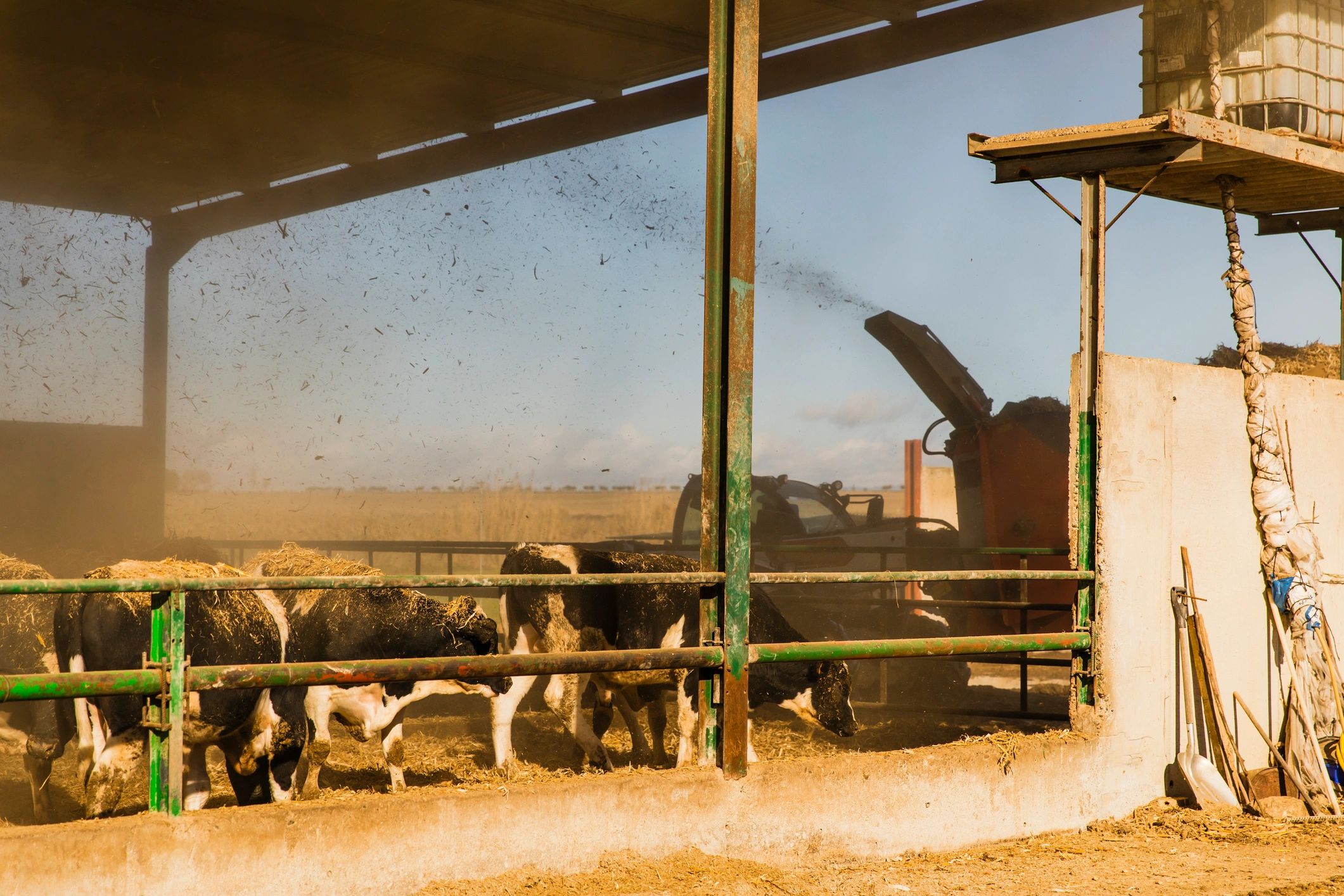 Wide shot of telehandler distributing silage in cattle barn