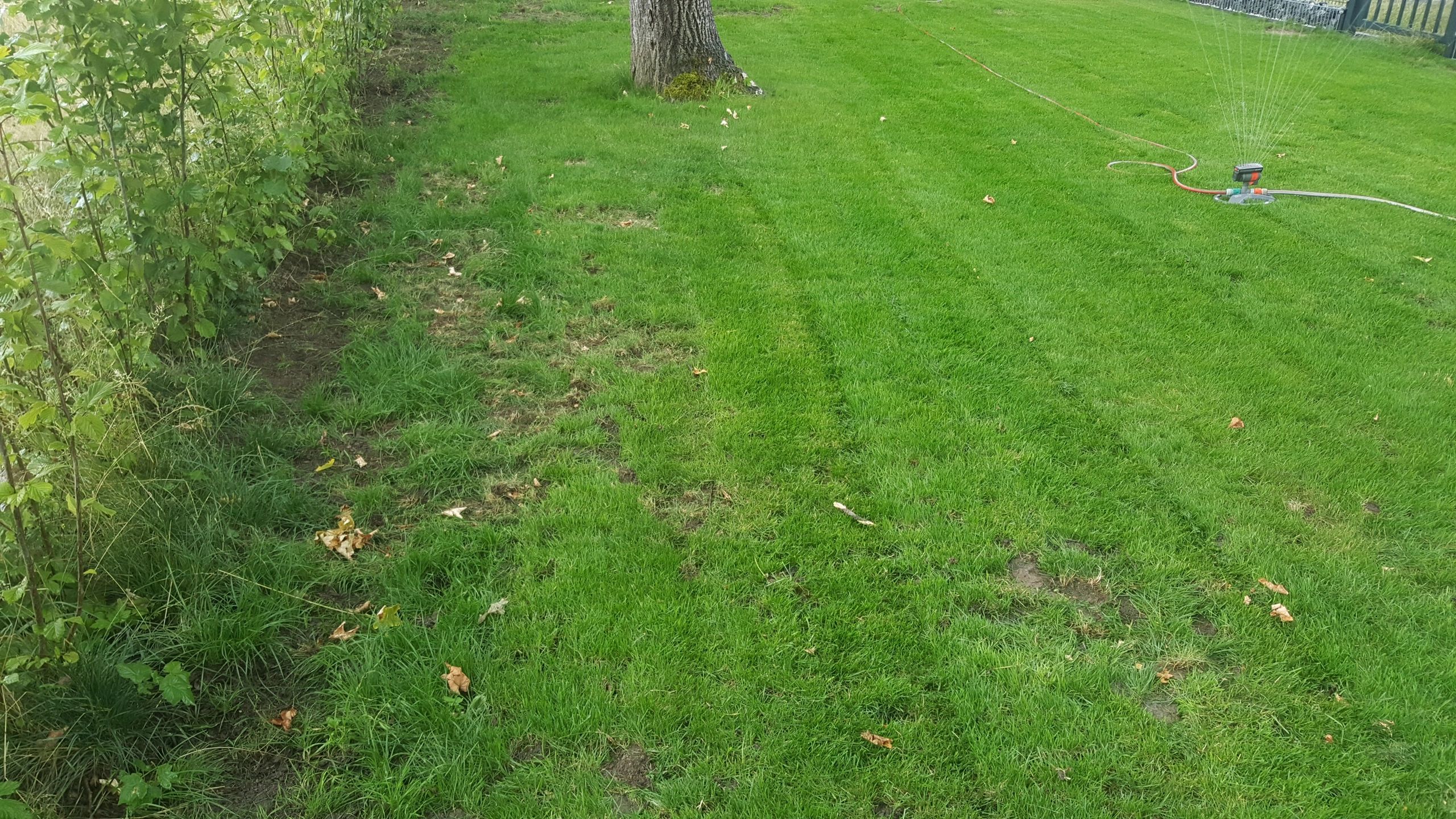 Green lawn being watered by a sprinkler