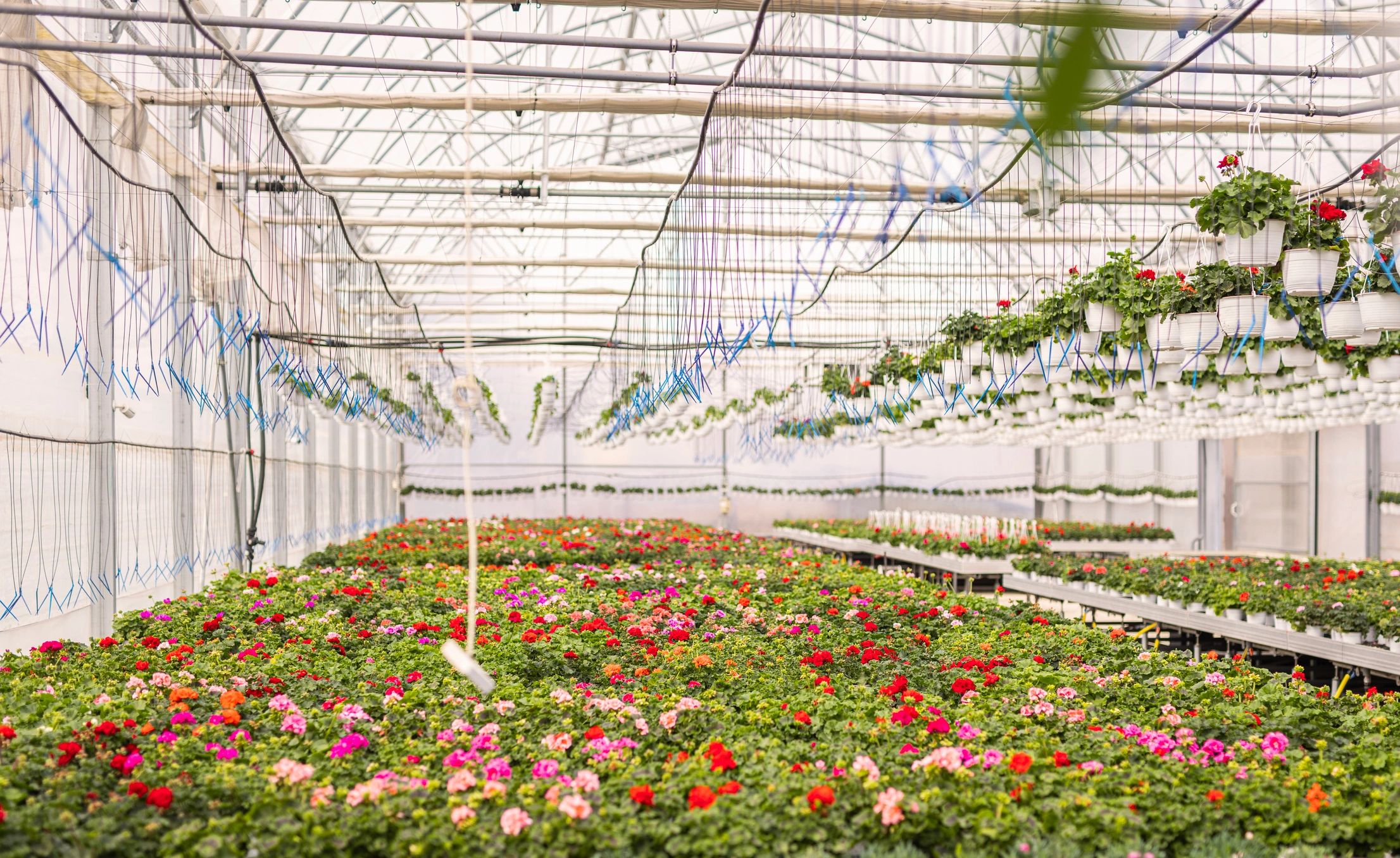 Plants growing in a greenhouse