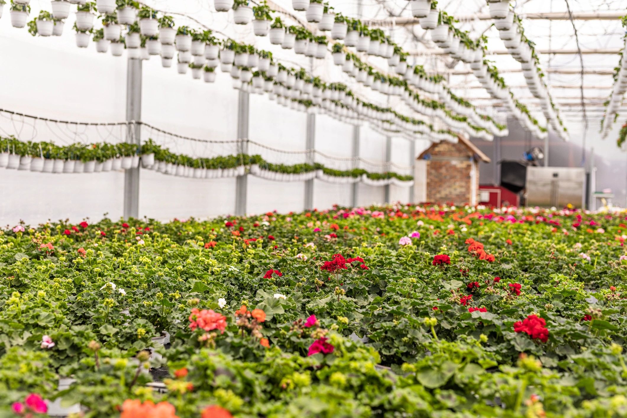 Rows of healthy plants in a greenhouse
