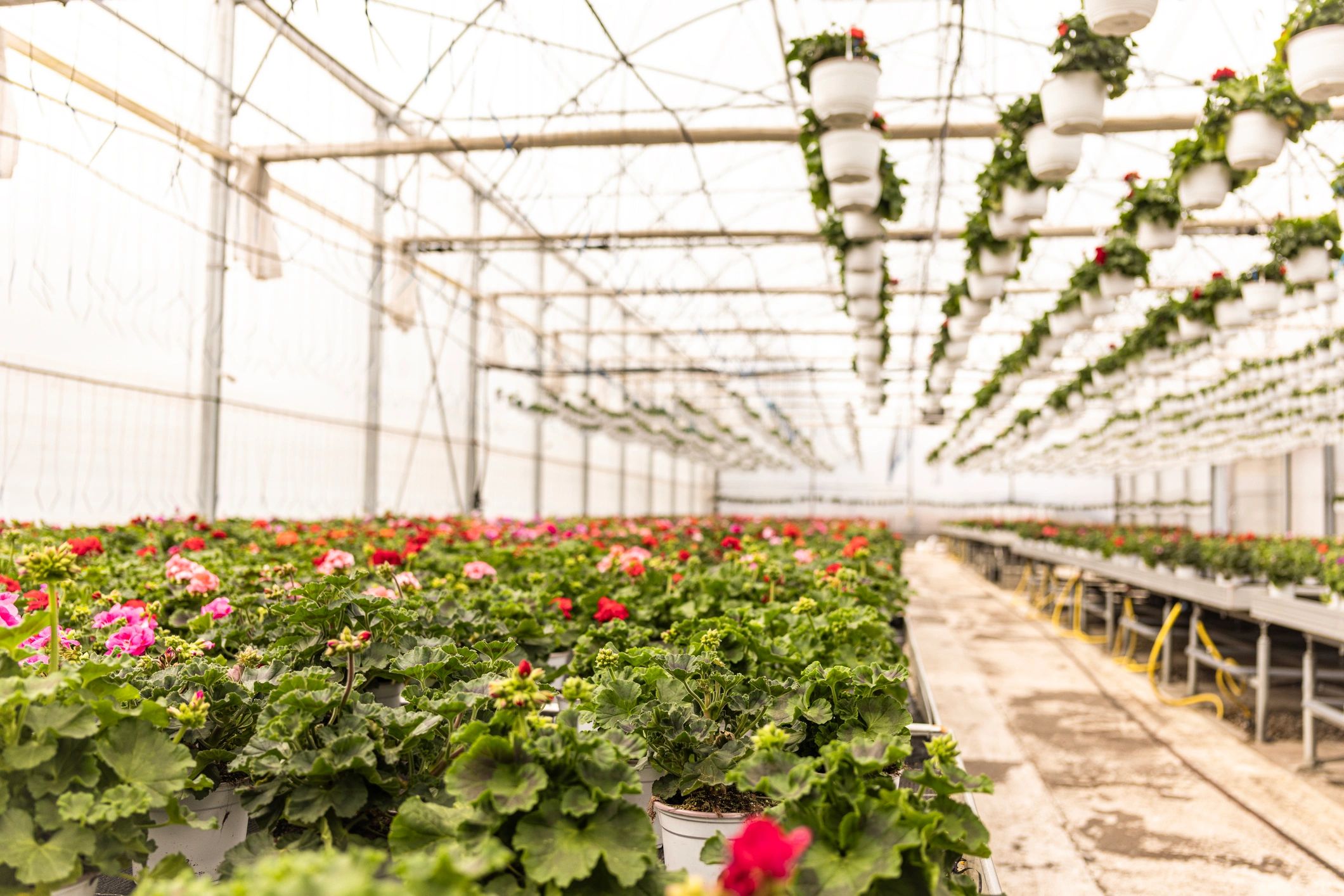 Plants growing in a greenhouse for seasonal garden shopping