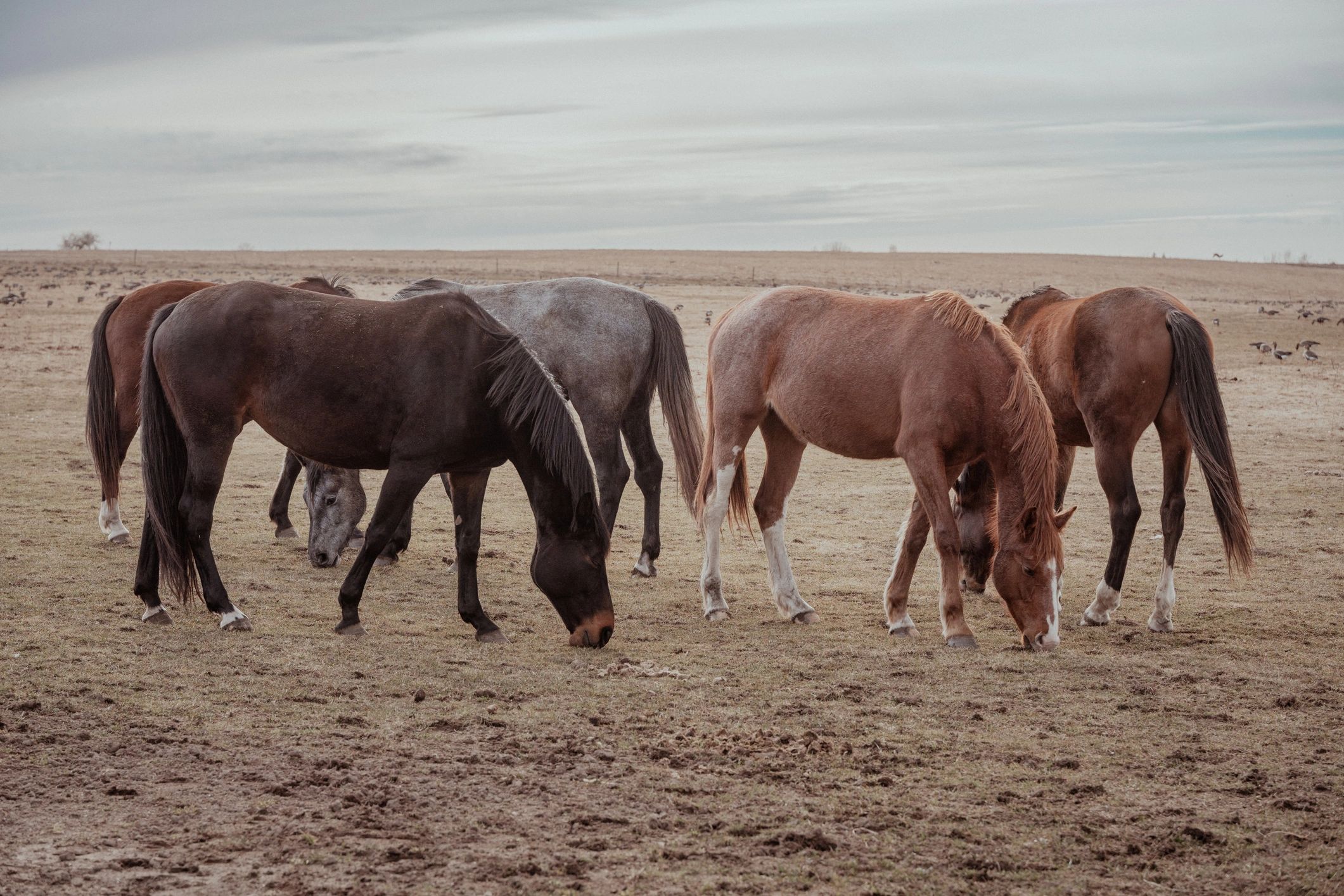 Group of horses grazing in an open field