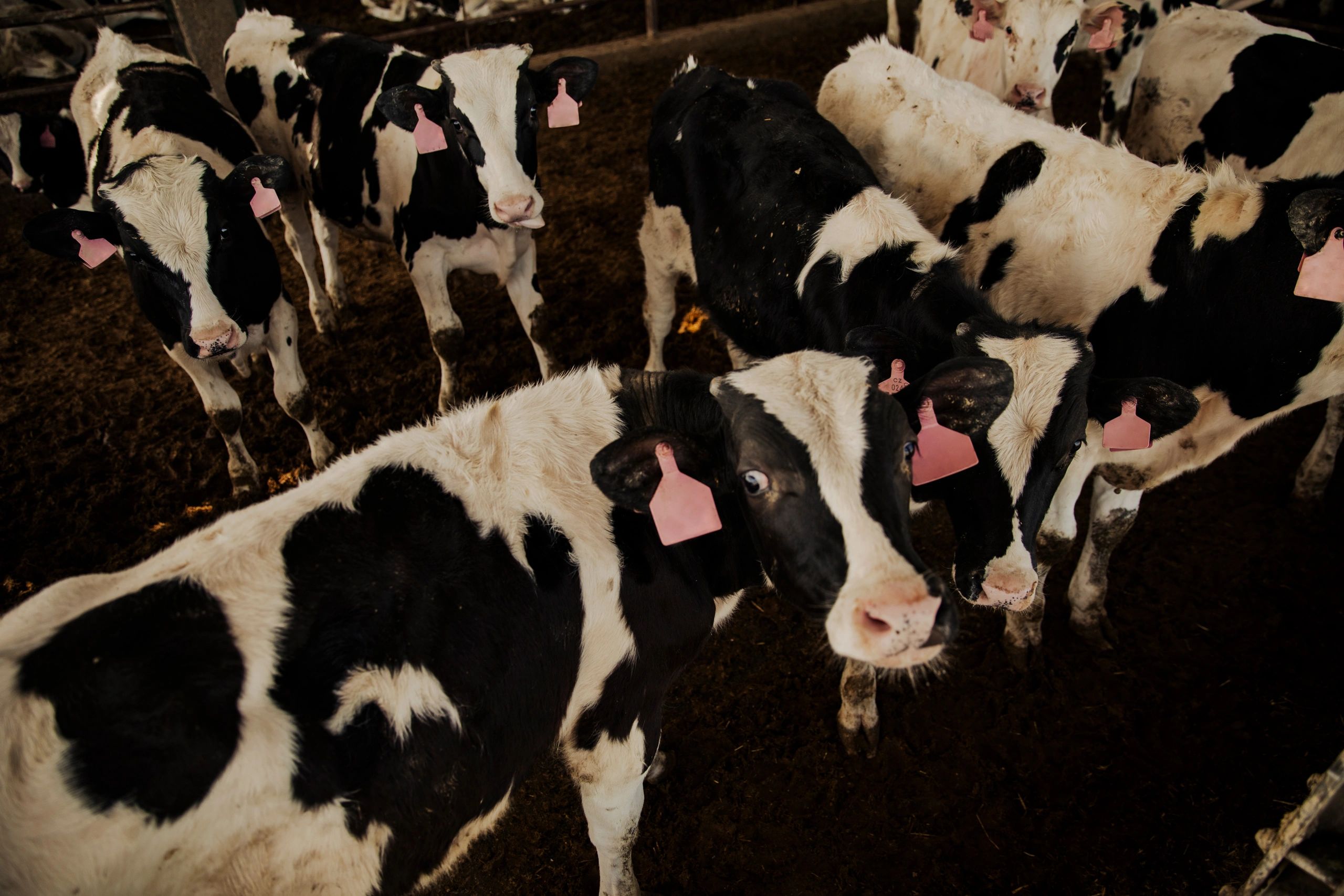 Dairy cows feeding behind metal barrier inside farm barn